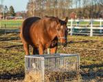 Kellfri Horse feeder box